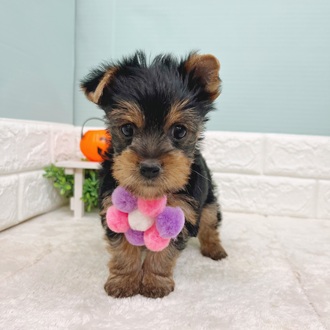 静岡県のヨークシャーテリア (犬の家＆猫の里マークイズ静岡店/2025年9月1日生まれ/女の子/スチールブルータン)の子犬の1枚目の画像