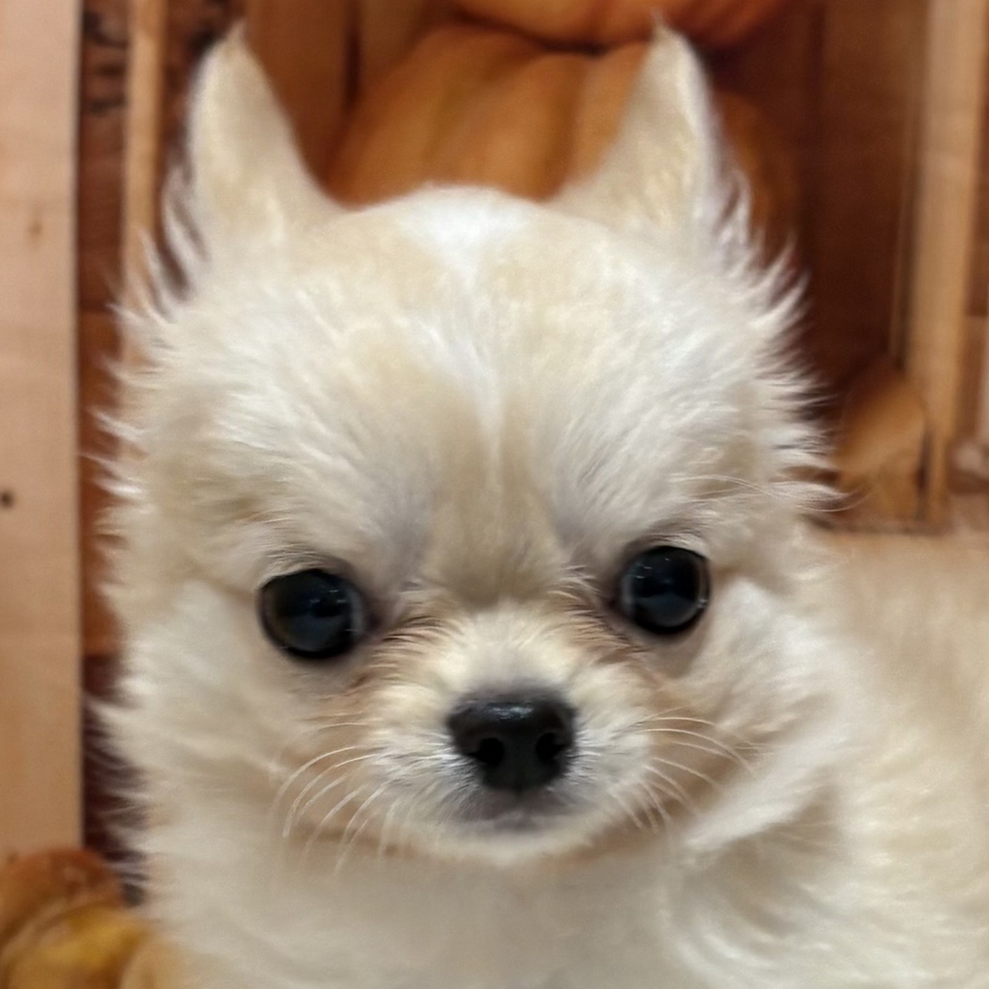 福岡県のチワワ(ロング) (犬の家＆猫の里トリアス久山店/2025年8月28日生まれ/男の子/クリーム)の子犬の1枚目の画像