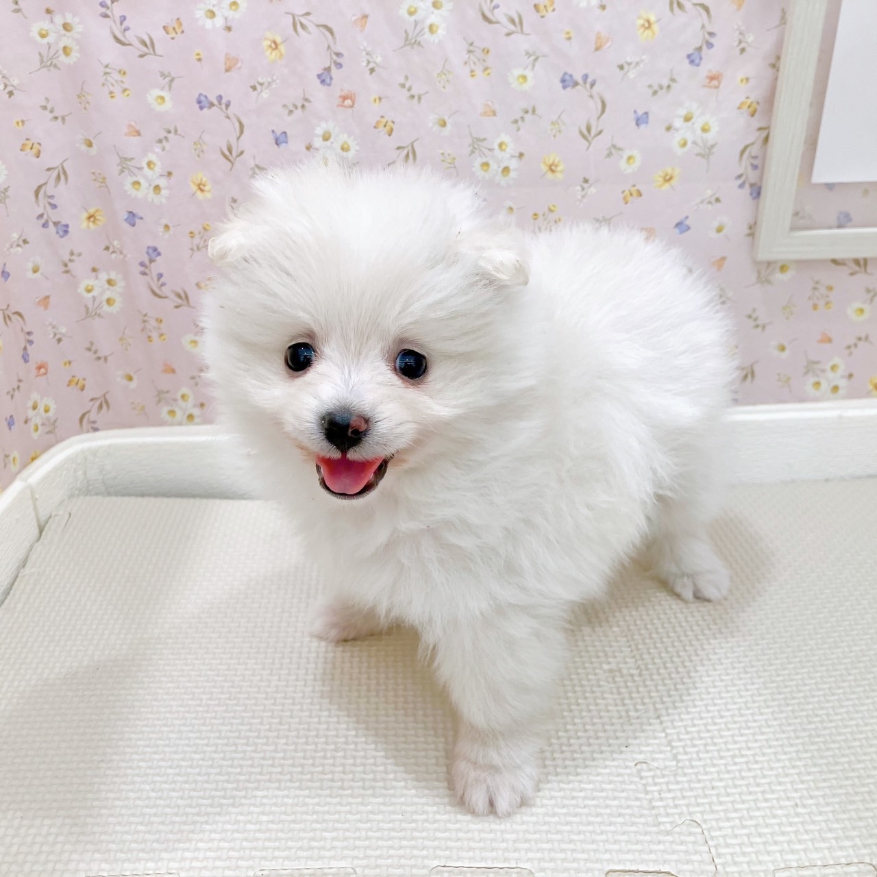 石川県のポメラニアン (犬の家＆猫の里金沢店/2025年9月1日生まれ/女の子/クリーム)の子犬の1枚目の画像