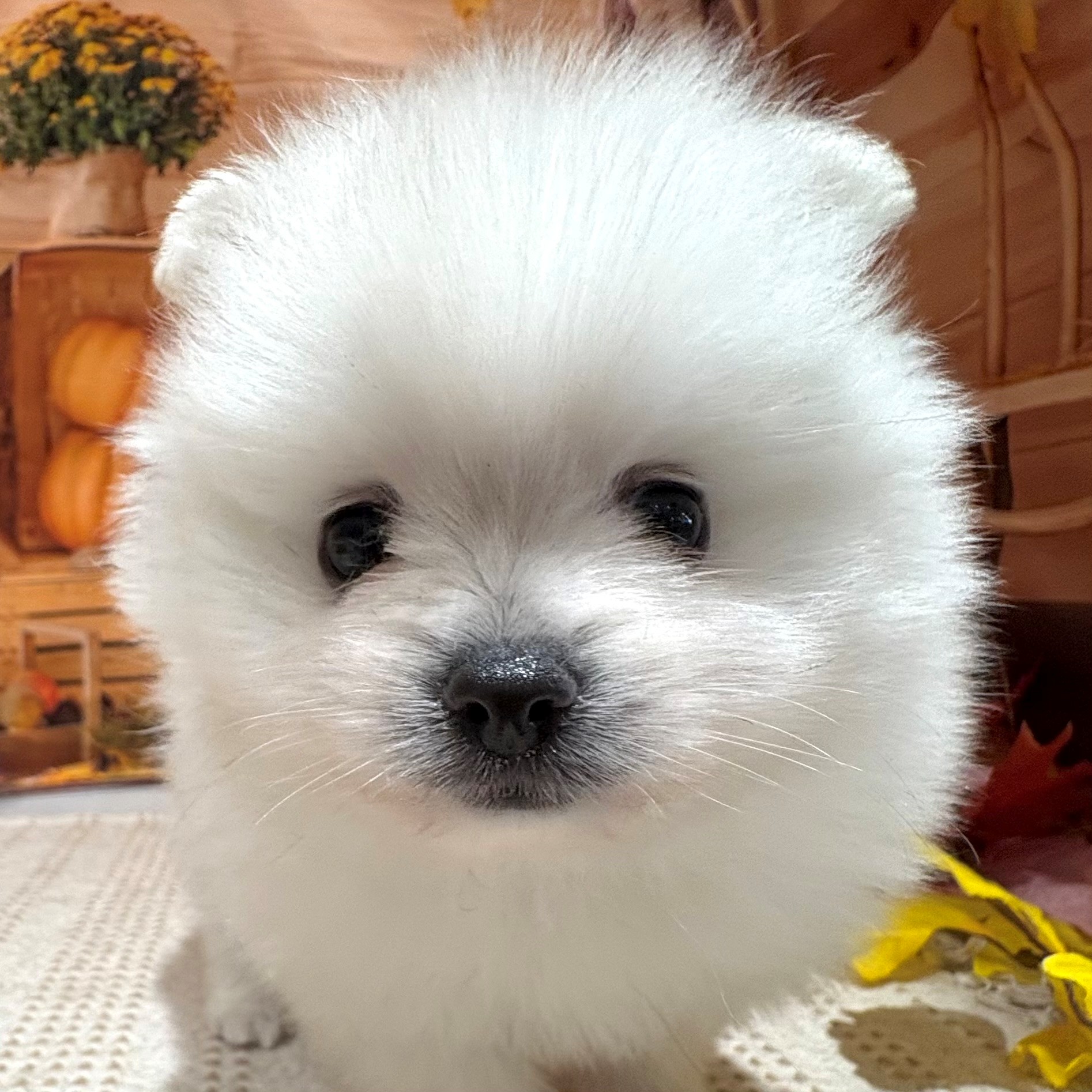 福岡県のポメラニアン (犬の家＆猫の里トリアス久山店/2025年8月31日生まれ/男の子/クリーム)の子犬