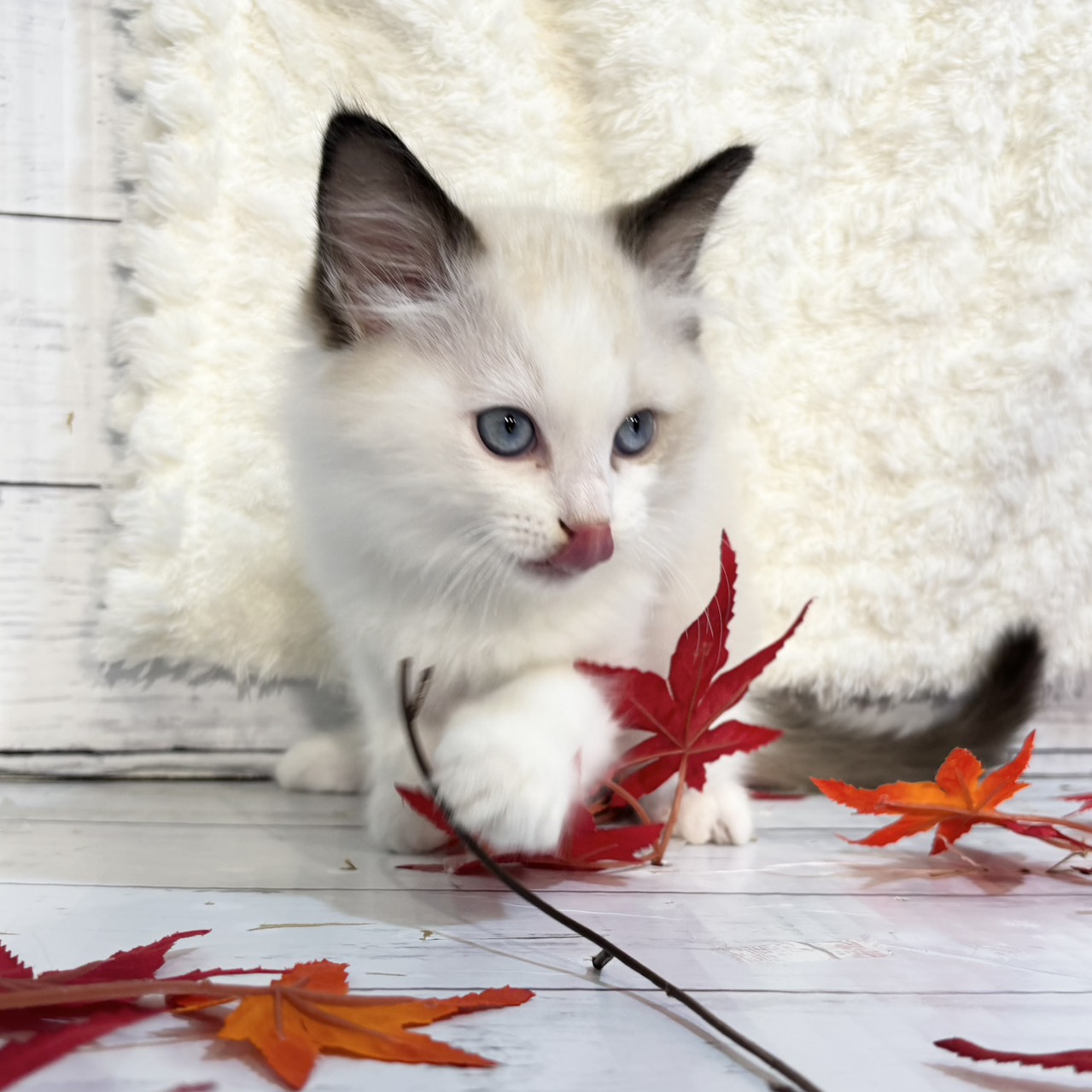 2025年9月1日生まれのラグドールの6枚目の写真