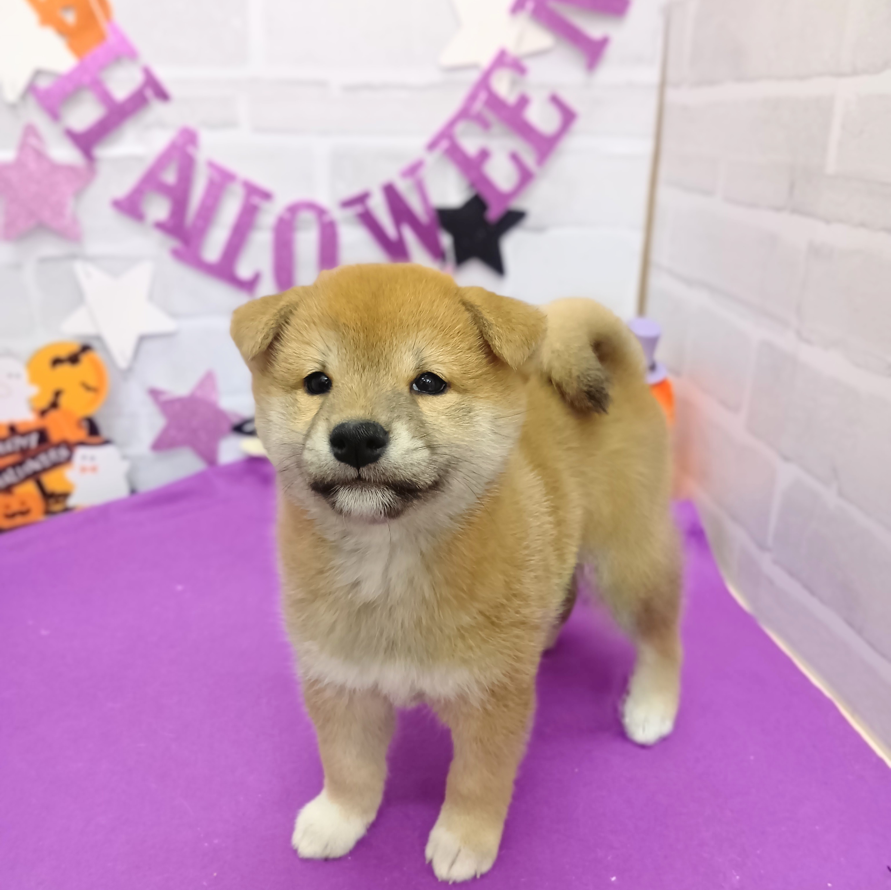 静岡県の柴犬(標準サイズ) (犬の家＆猫の里プレ葉ウォーク浜北店/2025年8月31日生まれ/女の子/赤)の子犬の1枚目の画像