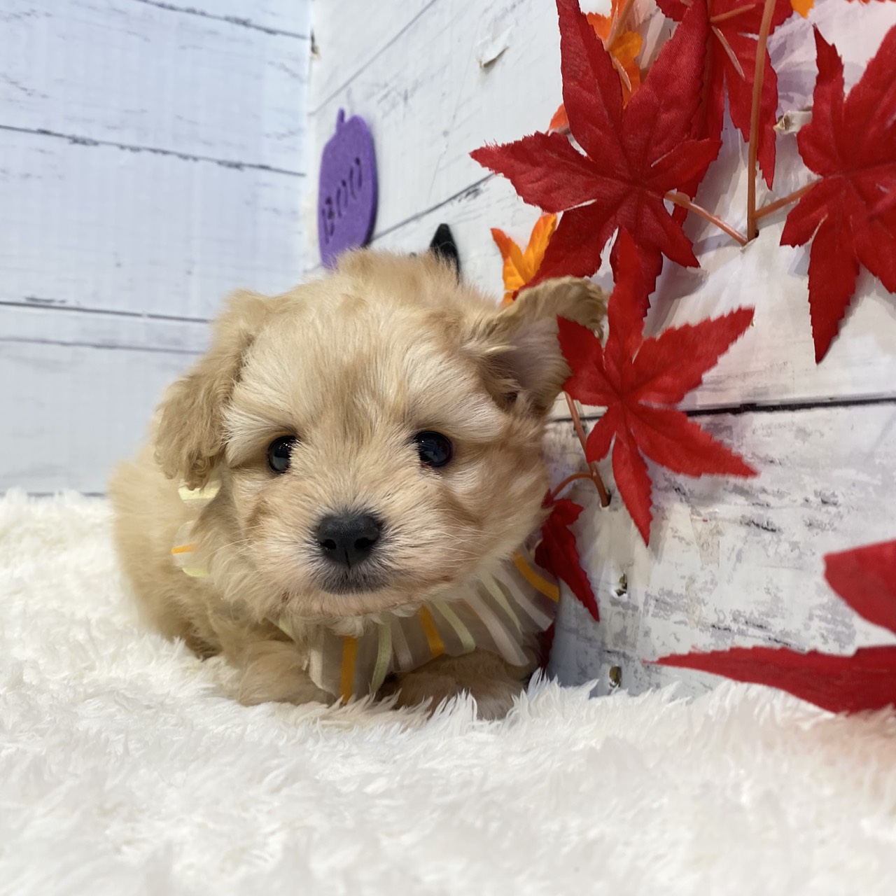 長野県のポメプー(ポメラニアン×プードル) (犬の家&猫の里カインズ梓川店/2025年9月2日生まれ/男の子/アプリコット)の子犬