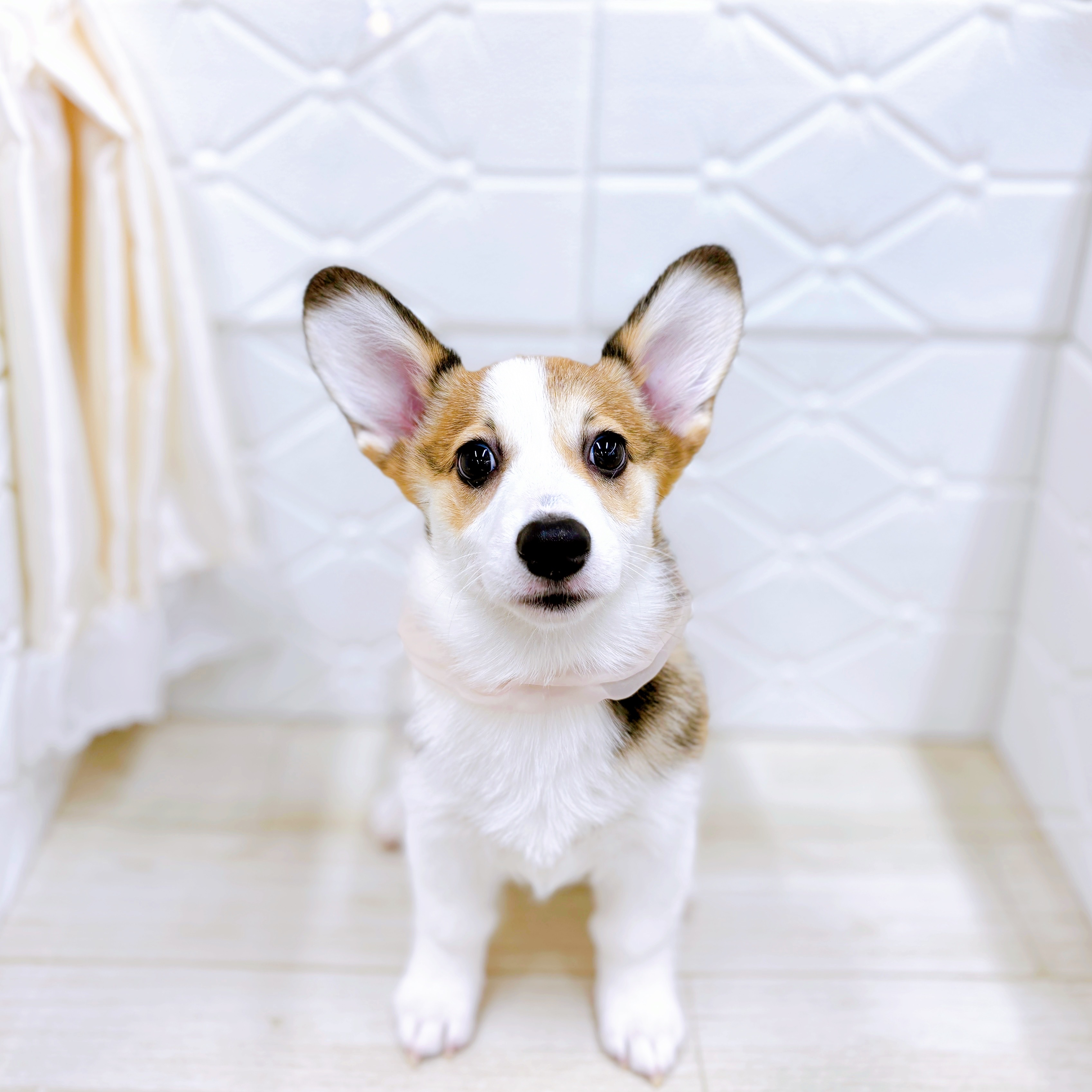 福井県のウェルシュコーギーペンブローク (犬の家＆猫の里アミーゴ福井店/2025年9月2日生まれ/女の子/セーブルホワイト)の子犬の1枚目の画像