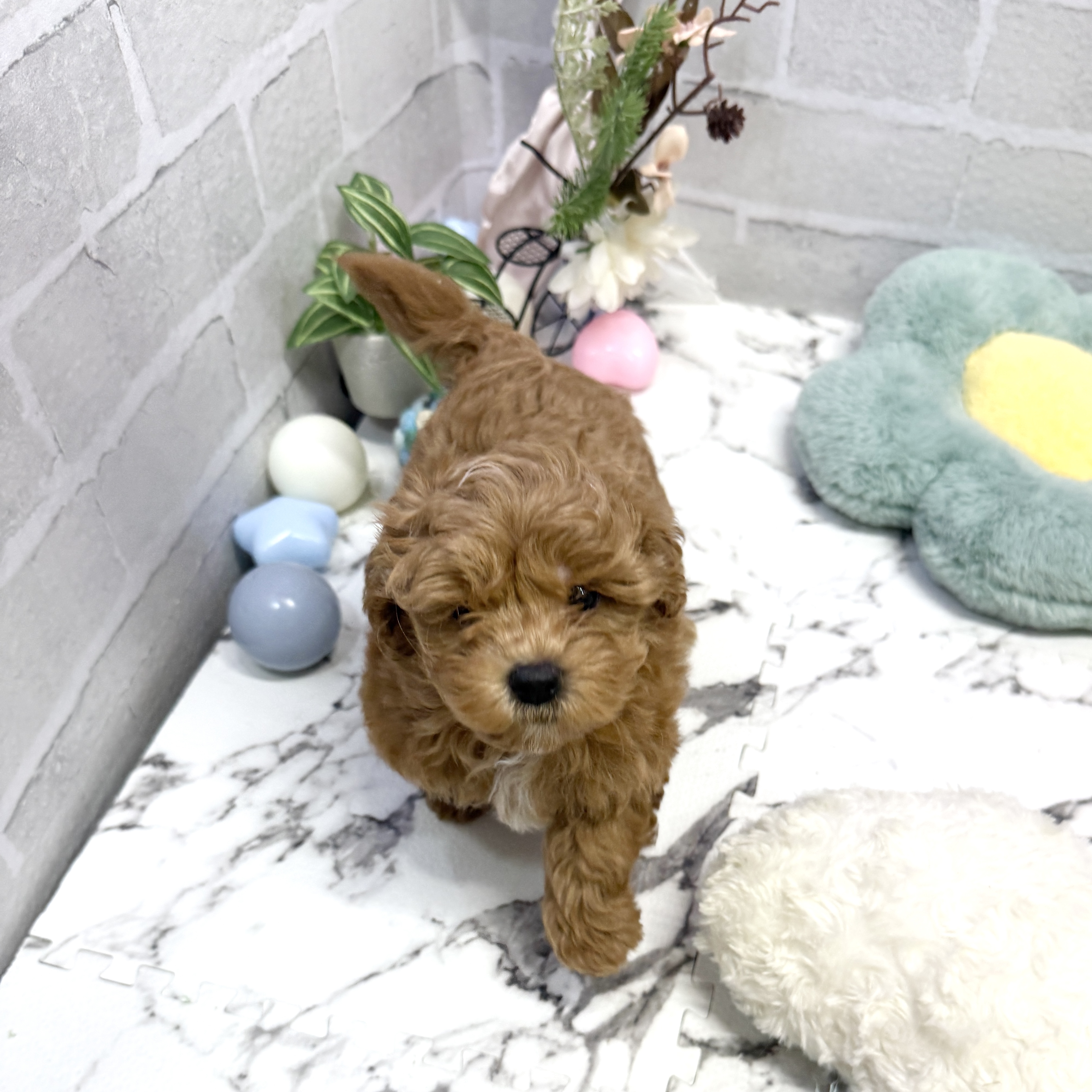 愛知県のマルプー(マルチーズ×プードル) (犬の家＆猫の里岡崎店/2025年8月30日生まれ/男の子/レッドホワイト)の子犬の1枚目の画像