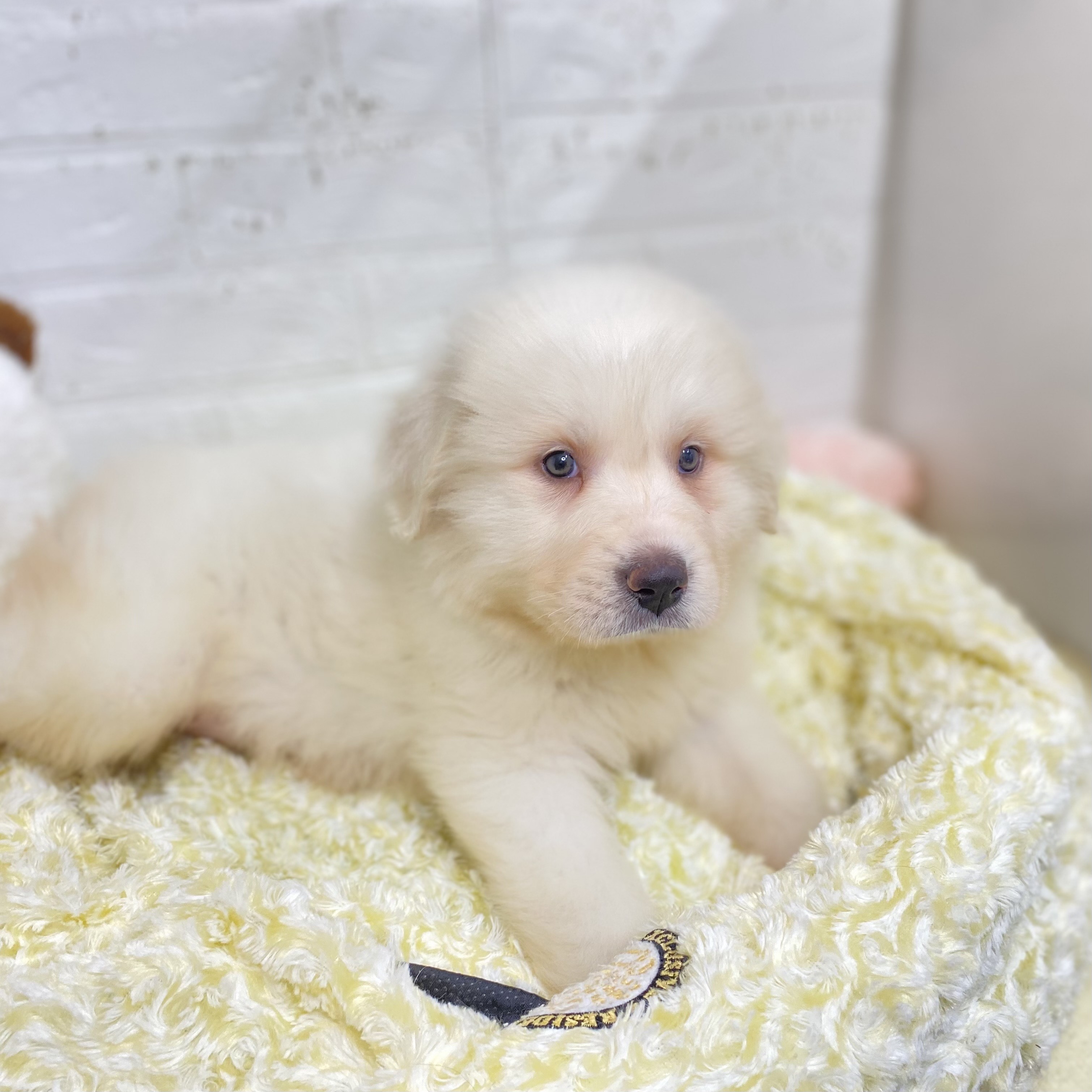 2025年9月2日生まれのグレートピレニーズの6枚目の写真