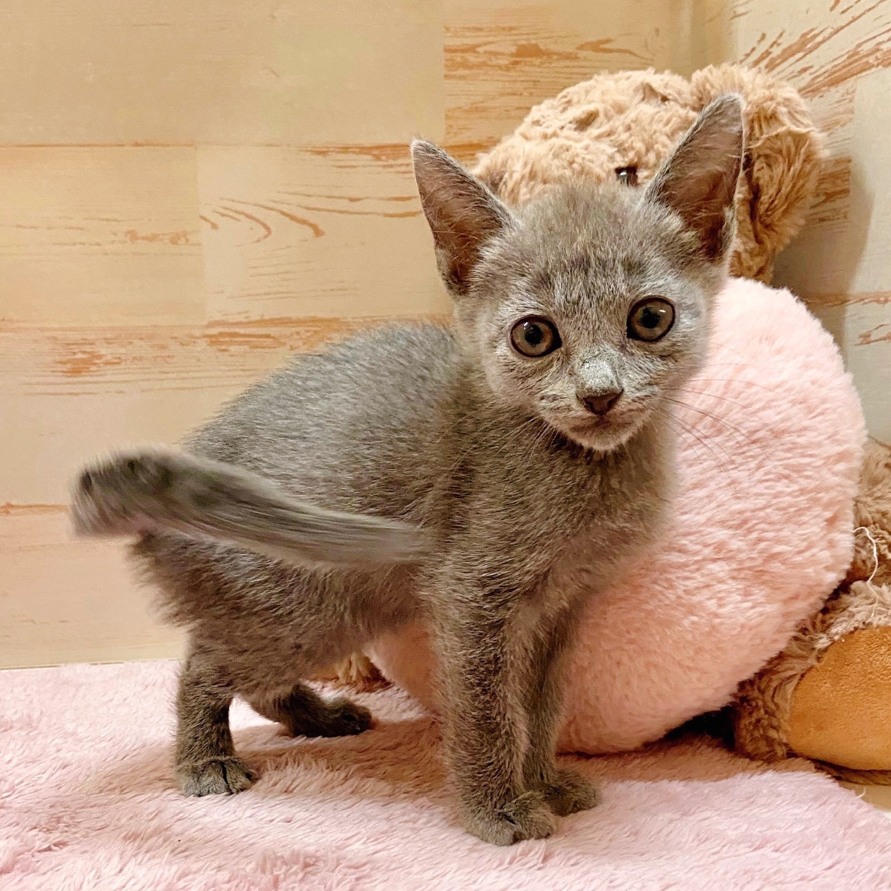 兵庫県のロシアンブルー (犬の家＆猫の里神戸店/2025年9月3日生まれ/女の子/ブルー)の子猫の1枚目の画像