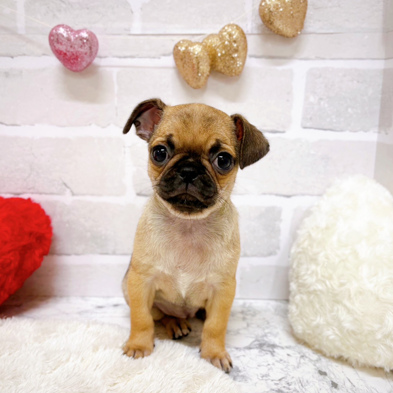 ハーフ犬女の子の写真