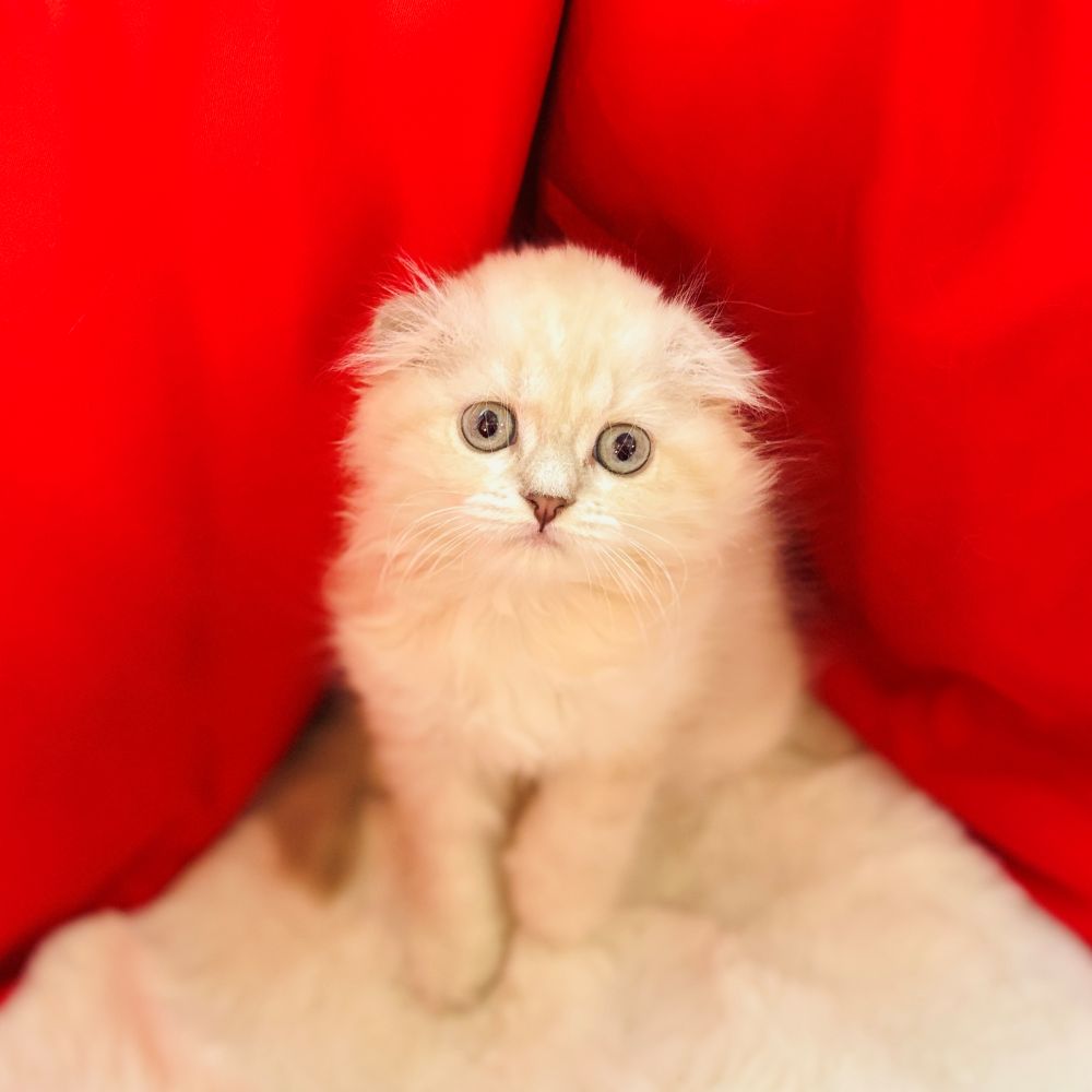 愛知県のスコティッシュフォールド (犬の家＆猫の里愛知刈谷店/2025年9月5日生まれ/女の子/ブルーリンクスポイント)の子猫の1枚目の画像