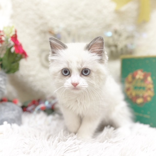 静岡県のラグドール (犬の家＆猫の里藤枝店/2025年9月4日生まれ/女の子/ブルーポイントバイカラー)の子猫の1枚目の画像