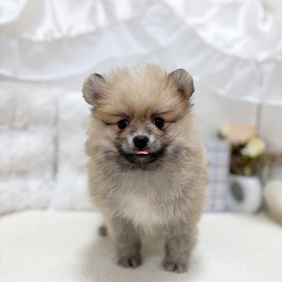 岐阜県のポメラニアン (犬の家＆猫の里カラフルタウン岐阜店/2025年9月5日生まれ/男の子/オレンジセーブル)の子犬の1枚目の画像