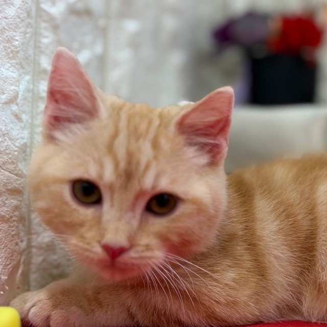 岡山県のマンチカン (犬の家＆猫の里倉敷店/2025年9月4日生まれ/男の子/レッドタビー)の子猫の1枚目の画像