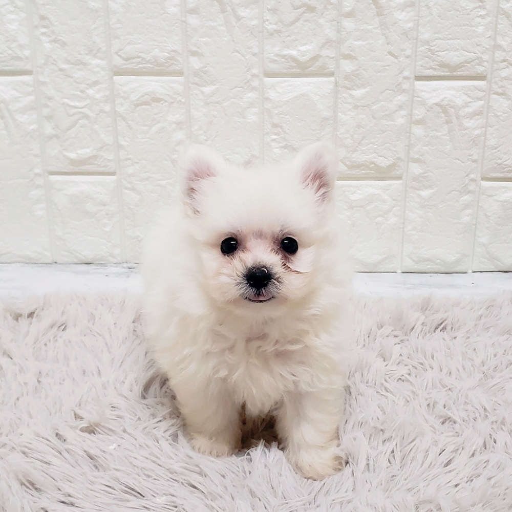 岡山県のポメビション(ポメラニアン×ビションフリーゼ) (犬の家＆猫の里岡山店/2025年9月6日生まれ/女の子/ホワイト)の子犬の1枚目の画像