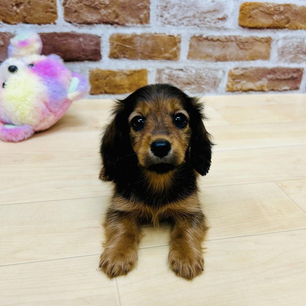 愛知県のカニンヘンダックスフンド(ロング) (犬の家＆猫の里七宝店/2025年9月6日生まれ/女の子/シェーデットレッド)の子犬の1枚目の画像