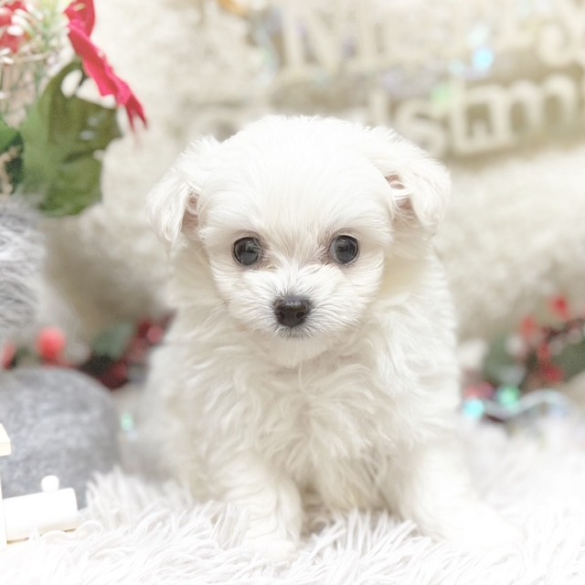 静岡県のチワプー/プーチー(チワワ×プードル) (犬の家＆猫の里藤枝店/2025年9月8日生まれ/男の子/ホワイト)の子犬の1枚目の画像
