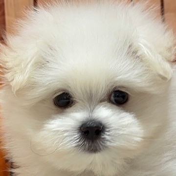 ハーフ犬女の子の写真