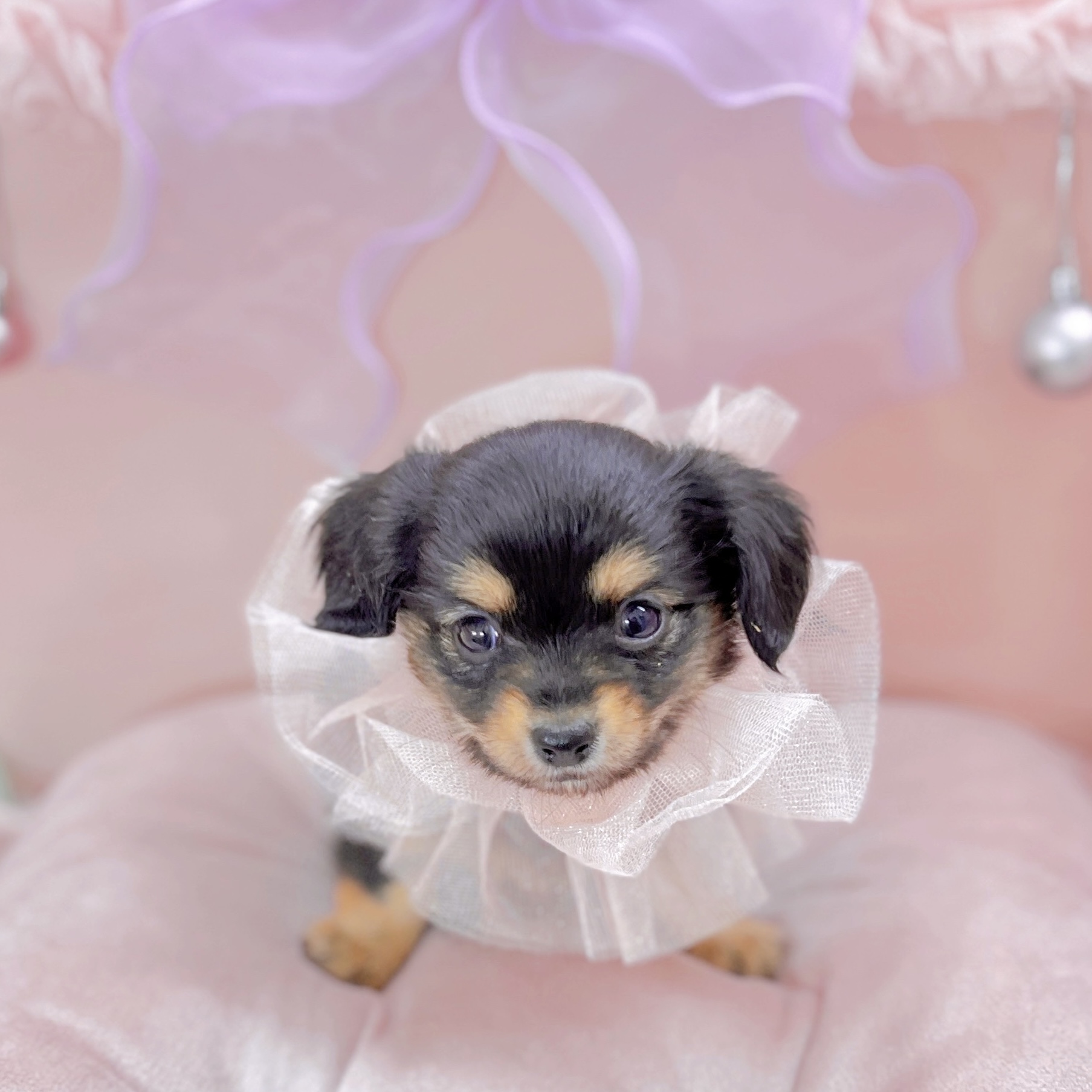 福井県のチワックス(チワワ×ダックス) (犬の家＆猫の里アミーゴ福井大和田店/2025年9月6日生まれ/女の子/ブラックタン)の子犬の1枚目の画像