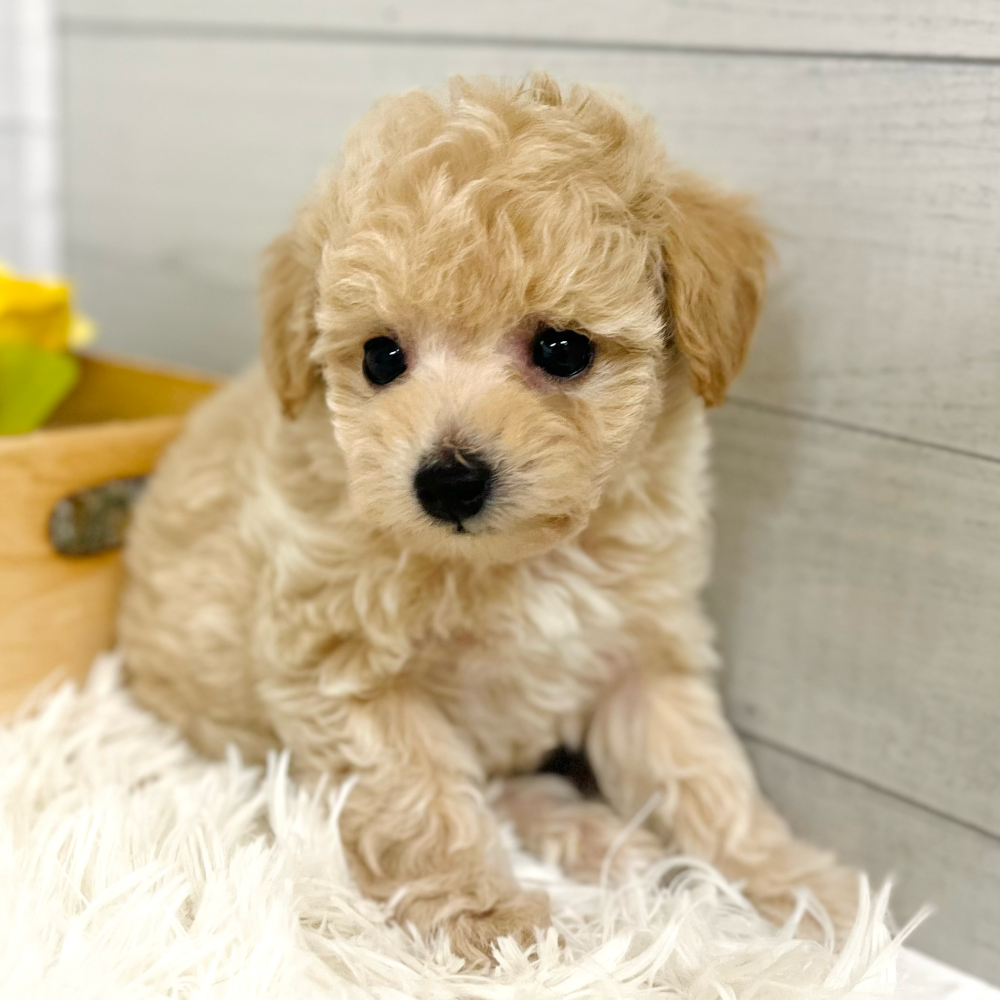 愛知県のマルプー(マルチーズ×プードル) (犬の家＆猫の里豊田店/2025年9月10日生まれ/女の子/クリーム)の子犬の1枚目の画像