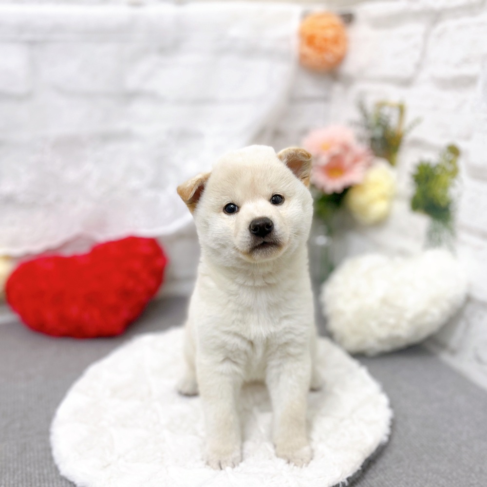 京都府の柴犬(標準サイズ) (犬の家＆猫の里京都樟葉店/2025年9月8日生まれ/女の子/白)の子犬の1枚目の画像