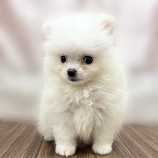 兵庫県のポメラニアン (犬の家＆猫の里カナート西神戸店/2025年9月10日生まれ/男の子/クリーム)の子犬