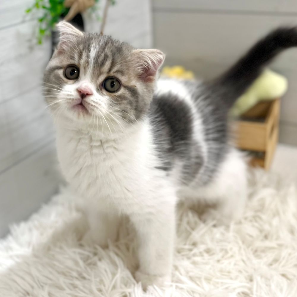 愛知県のスコティッシュフォールド (犬の家＆猫の里豊田店/2025年9月5日生まれ/男の子/ブルータビーホワイト)の子猫の1枚目の画像