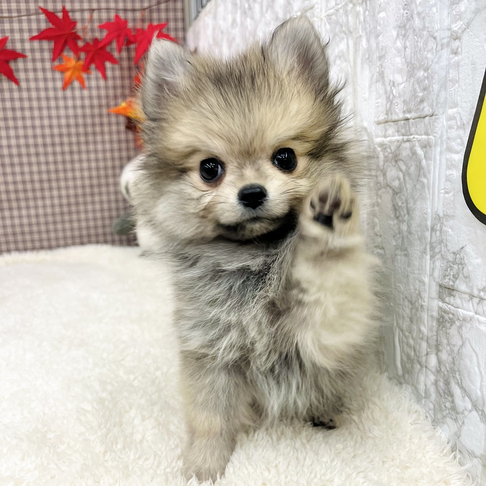 ハーフ犬男の子の写真