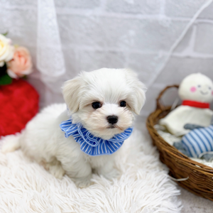 2025年8月30日生まれのマルチーズの6枚目の写真