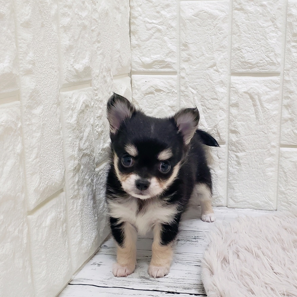 岡山県のチワワ(ロング) (犬の家＆猫の里岡山店/2025年9月12日生まれ/女の子/ブラッククリーム)の子犬の1枚目の画像