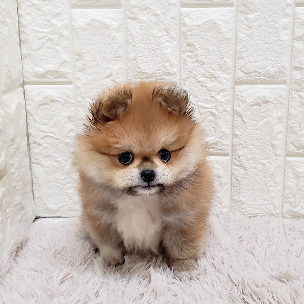 岡山県のペキポメ/ポメペキ(ペキニーズ×ポメラニアン) (犬の家＆猫の里岡山店/2025年9月14日生まれ/男の子/オレンジ)の子犬