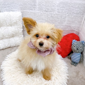 ハーフ犬男の子の写真