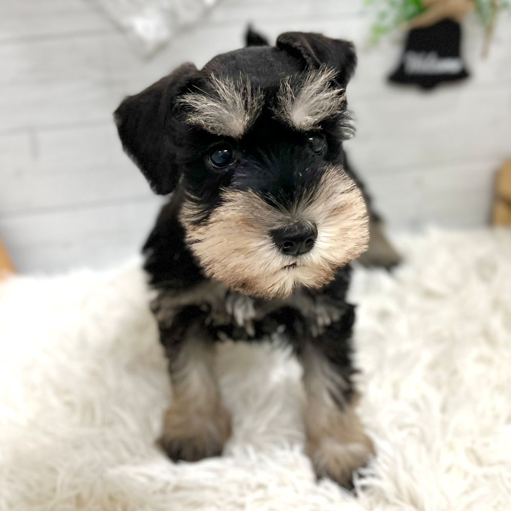 愛知県のミニチュアシュナウザー (犬の家＆猫の里豊田店/2025年9月13日生まれ/男の子/ブラックシルバー)の子犬の1枚目の画像