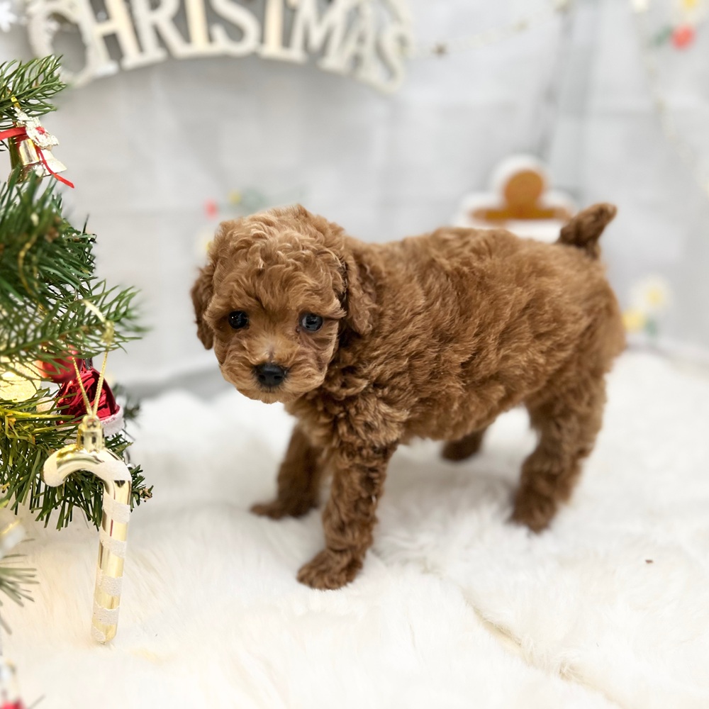 静岡県のトイプードル(トイ) (犬の家＆猫の里MEGAドン・キホーテ袋井店/2025年9月14日生まれ/女の子/レッド)の子犬の1枚目の画像