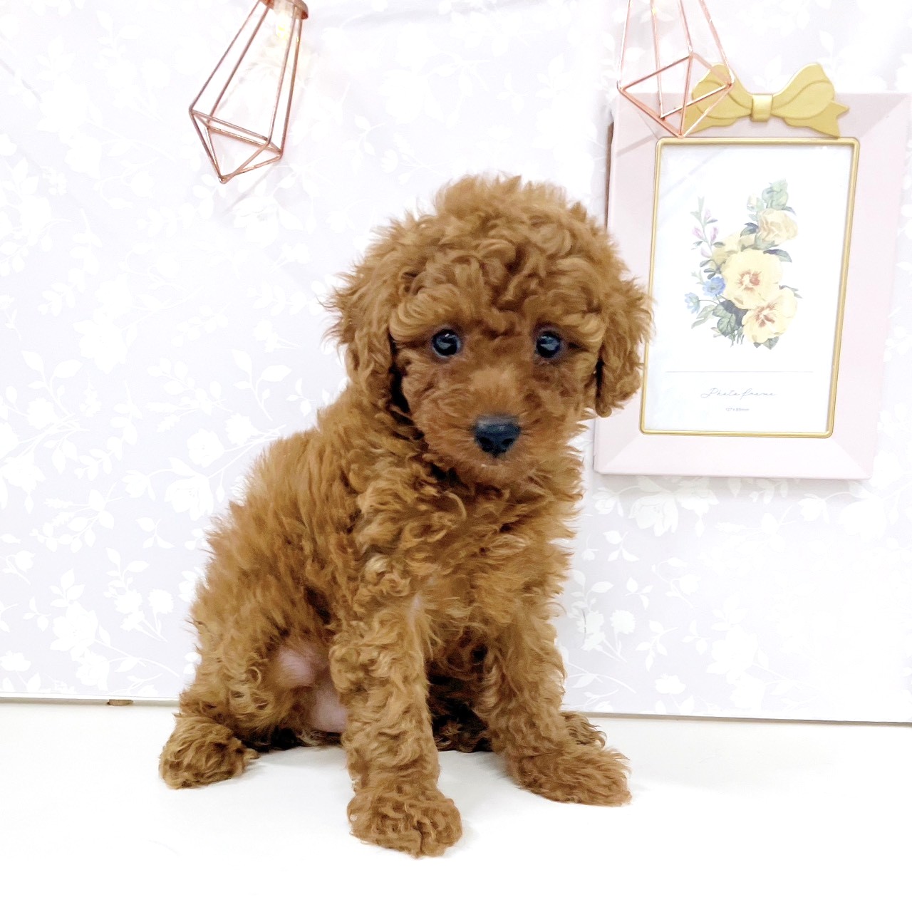 富山県のトイプードル(トイ) (犬の家＆猫の里アミーゴ高岡蓮花寺店/2025年9月15日生まれ/女の子/レッド)の子犬の1枚目の画像