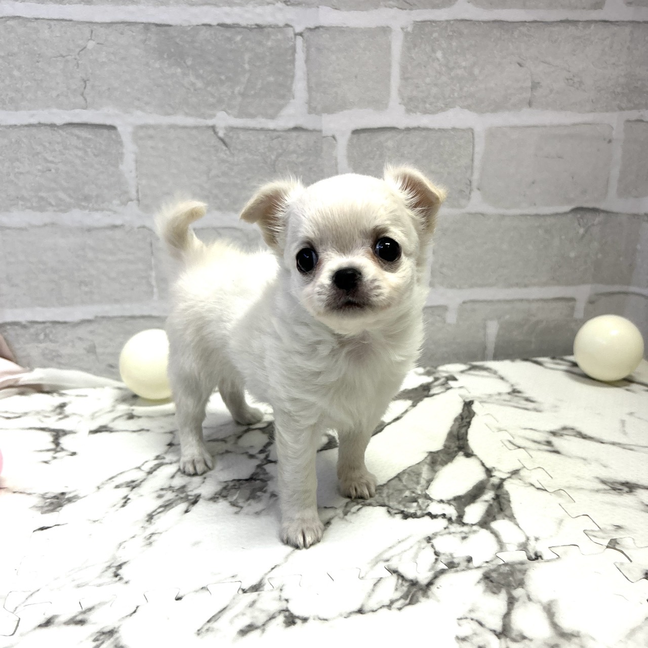 愛知県のチワワ(ロング) (犬の家＆猫の里岡崎店/2025年9月16日生まれ/女の子/クリーム)の子犬の1枚目の画像