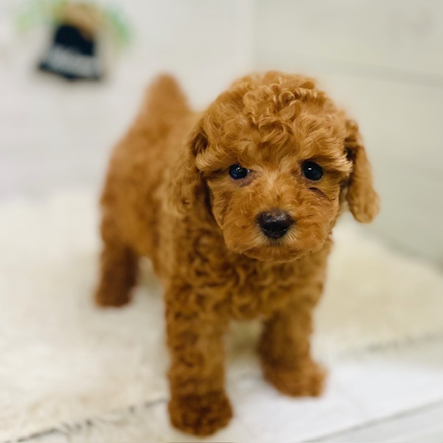 愛知県のトイプードル(トイ) (犬の家＆猫の里豊田店/2025年9月16日生まれ/女の子/レッド)の子犬の1枚目の画像