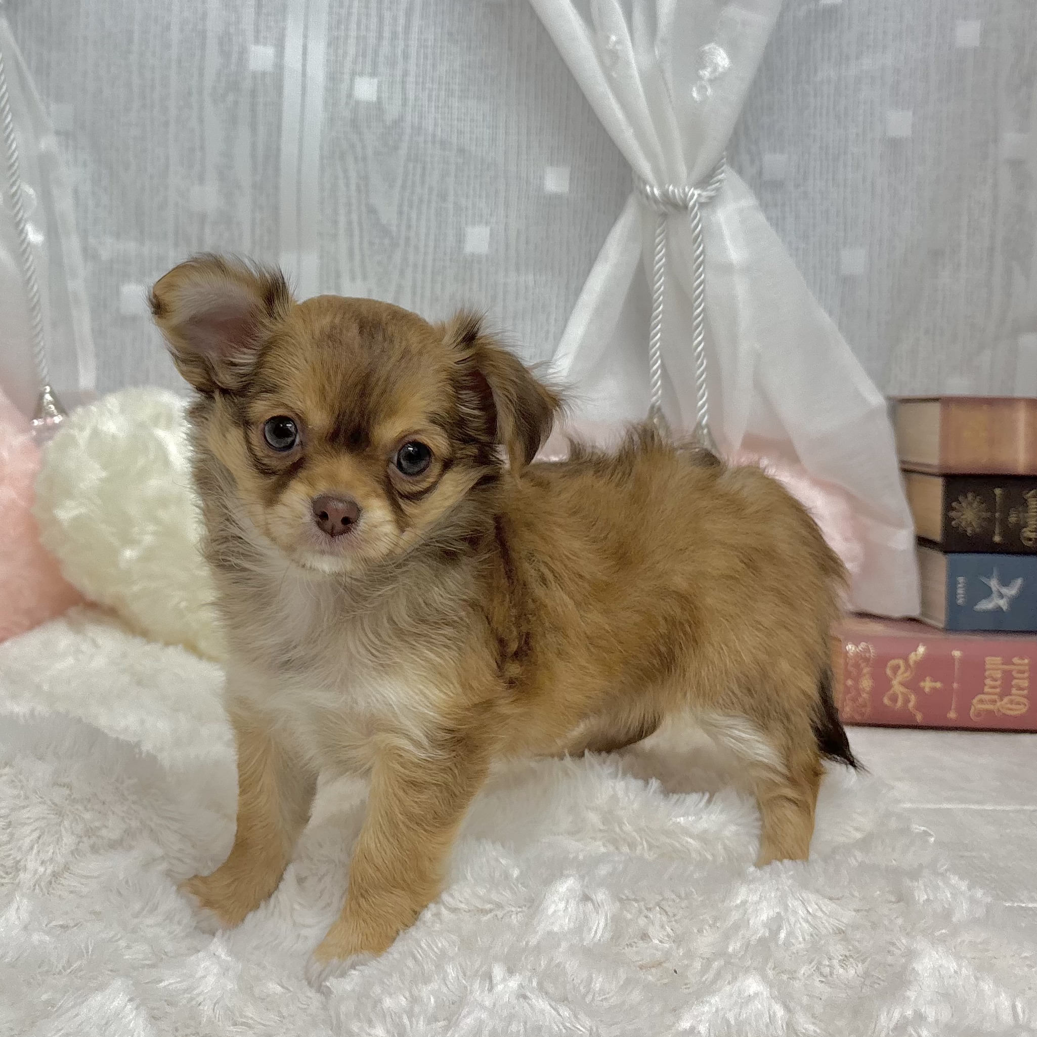 神奈川県のチワワ(ロング) (犬の家＆猫の里相模原店/2025年9月14日生まれ/女の子/レッドホワイト)の子犬