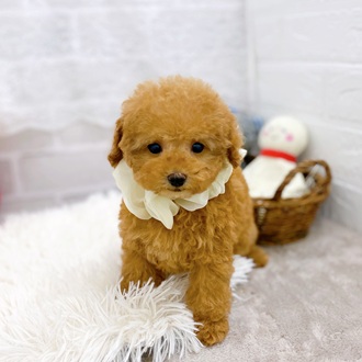 滋賀県のトイプードル(トイ) (犬の家＆猫の里長浜店/2025年9月18日生まれ/女の子/オレンジフォーン)の子犬の1枚目の画像