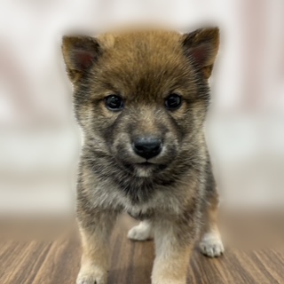 兵庫県の豆柴 (犬の家＆猫の里カナート西神戸店/2025年9月18日生まれ/男の子/赤)の子犬の1枚目の画像