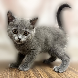 兵庫県のブリティッシュショートヘアー (犬の家＆猫の里カナート西神戸店/2025年9月11日生まれ/男の子/ブルー)の子猫の1枚目の画像