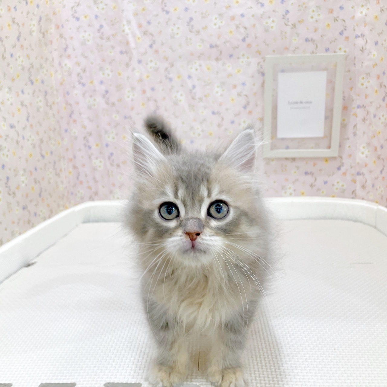 サイベリアン男の子の写真