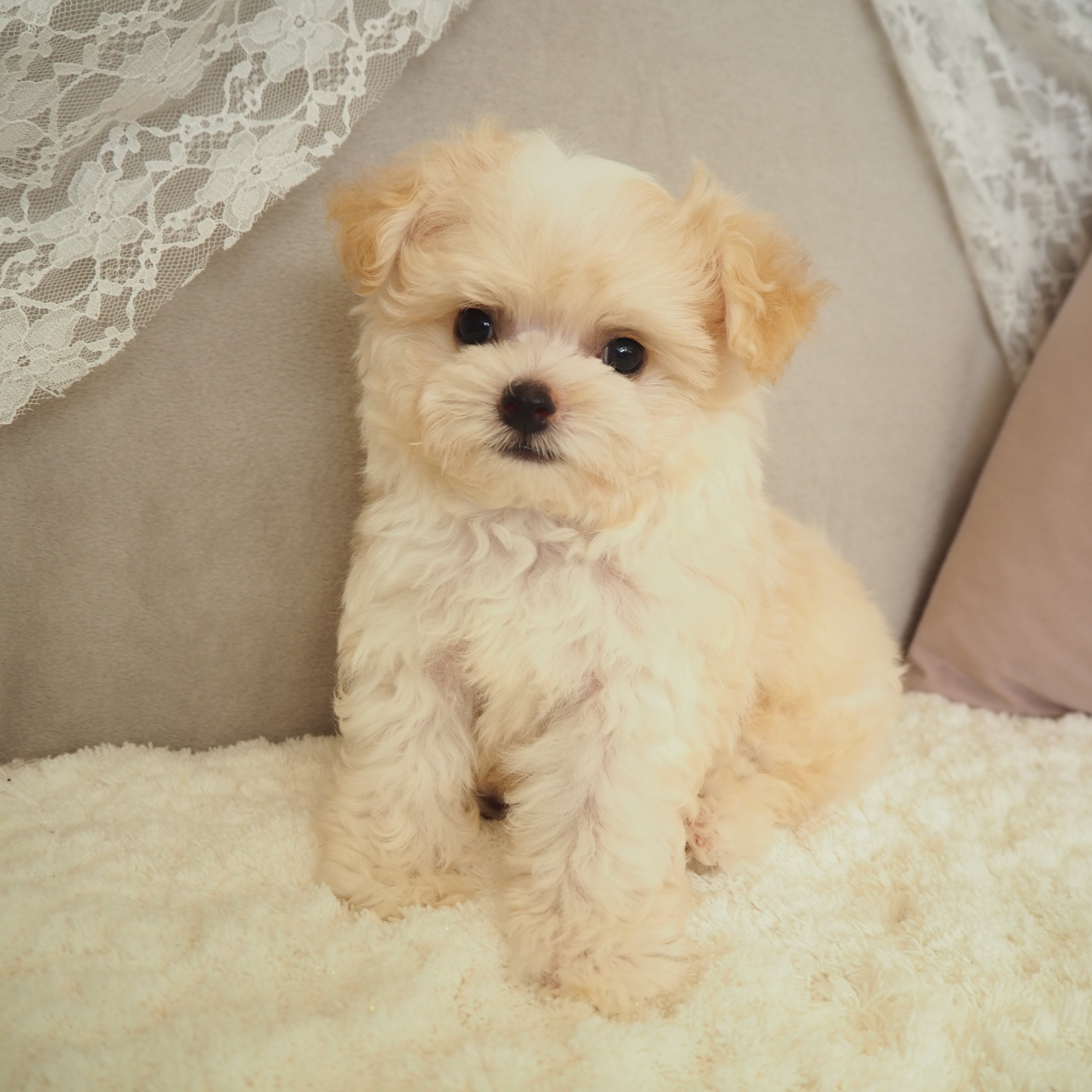 ハーフ犬男の子の写真