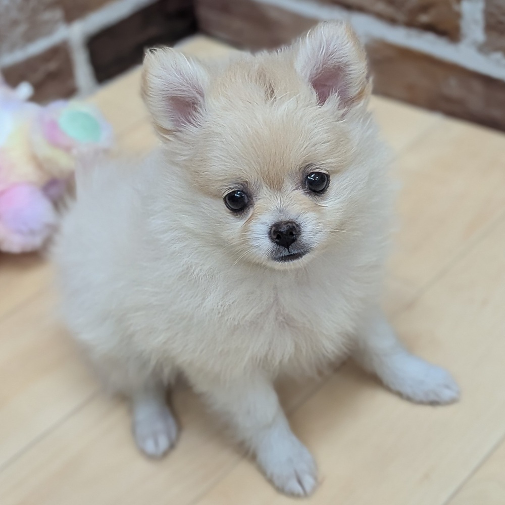 愛知県のポメチワ/チワポメ/ポメチー(ポメラニアン×チワワ) (犬の家＆猫の里七宝店/2025年9月17日生まれ/女の子/クリーム)の子犬の1枚目の画像