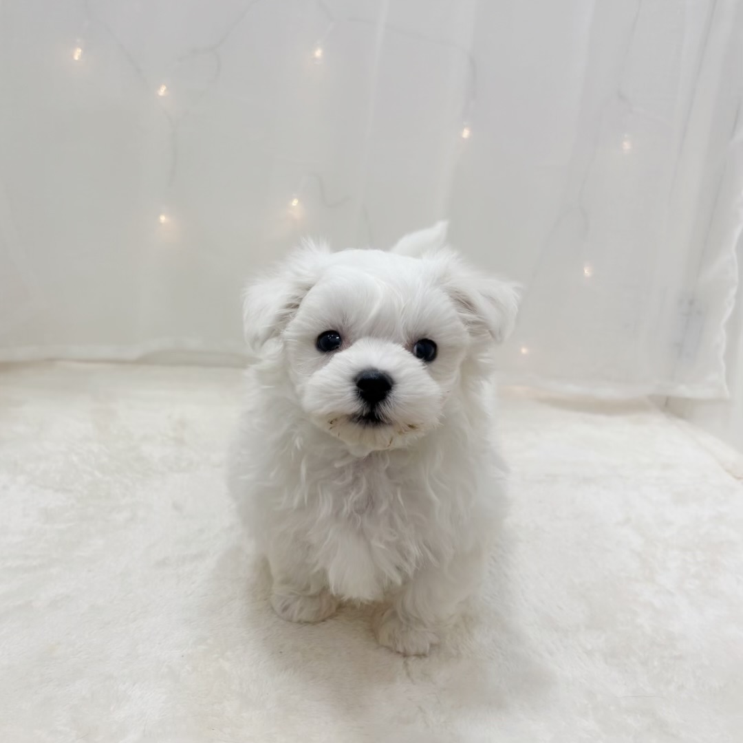 千葉県のマルチーズ (犬の家＆猫の里BIGHOPガーデンモール印西店/2025年9月23日生まれ/男の子/ホワイト)の子犬の1枚目の画像