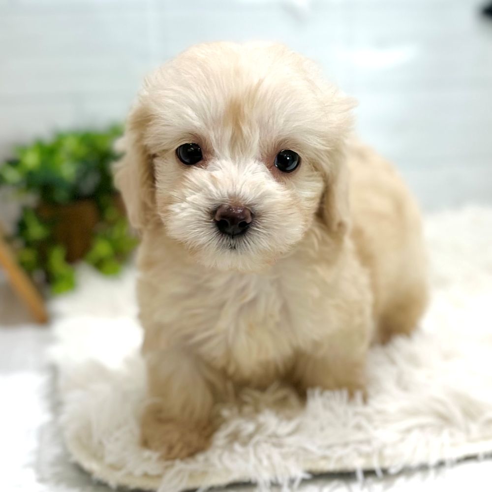 愛知県のマルックス(マルチーズ×ダックス) (犬の家＆猫の里豊田店/2025年9月21日生まれ/男の子/クリーム)の子犬