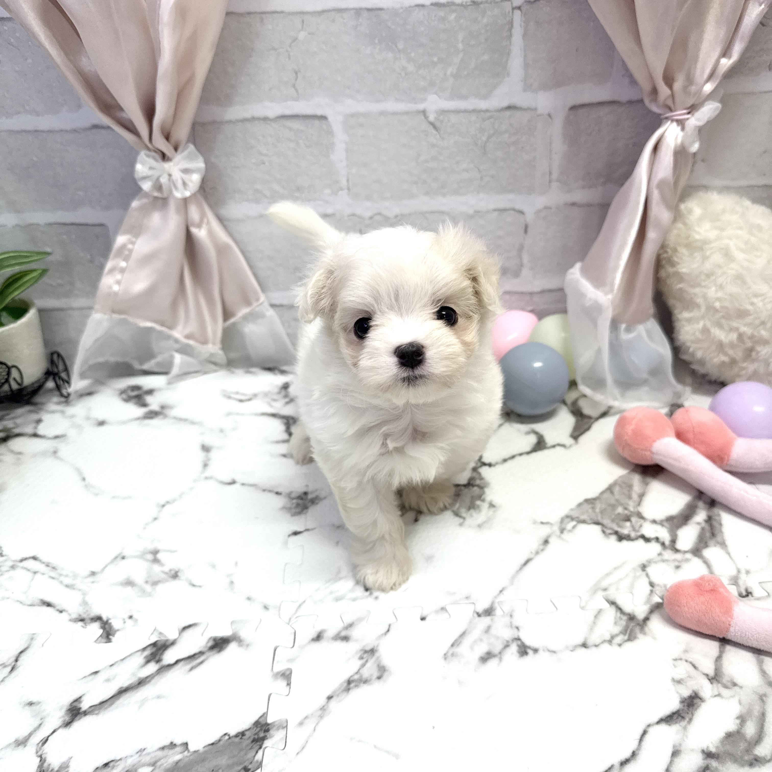 愛知県のマルチーズ (犬の家＆猫の里岡崎店/2025年9月23日生まれ/女の子/ホワイト)の子犬の1枚目の画像