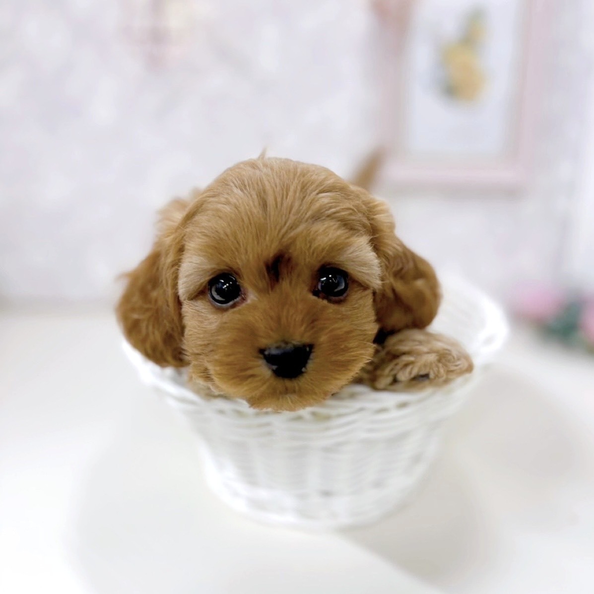 富山県のダップー(ダックス×プードル) (犬の家＆猫の里アミーゴ高岡蓮花寺店/2025年9月22日生まれ/男の子/アプリコット)の子犬の1枚目の画像