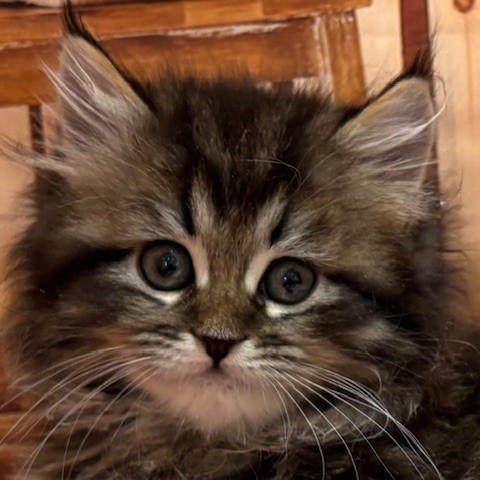 サイベリアン女の子の写真