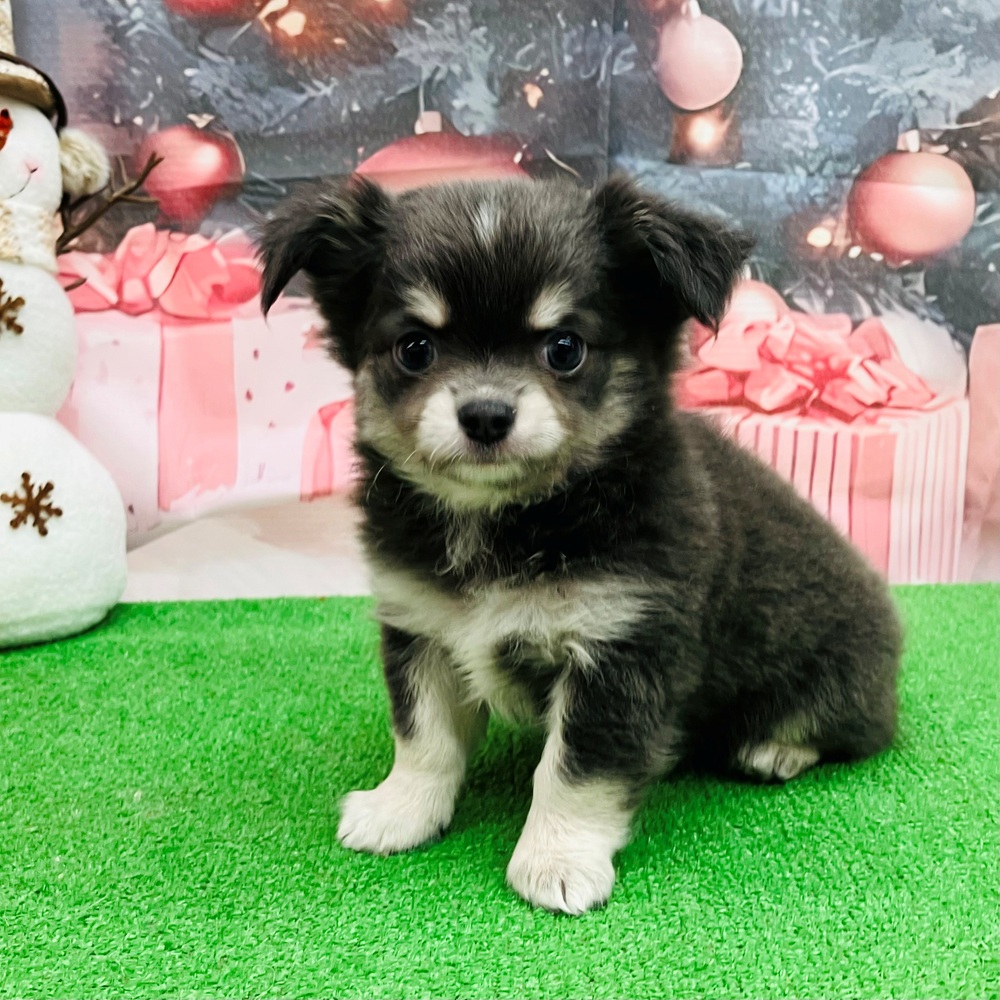 愛知県のチワワ(ロング) (犬の家＆猫の里名古屋天白店/2025年9月24日生まれ/男の子/ブルークリーム)の子犬の1枚目の画像