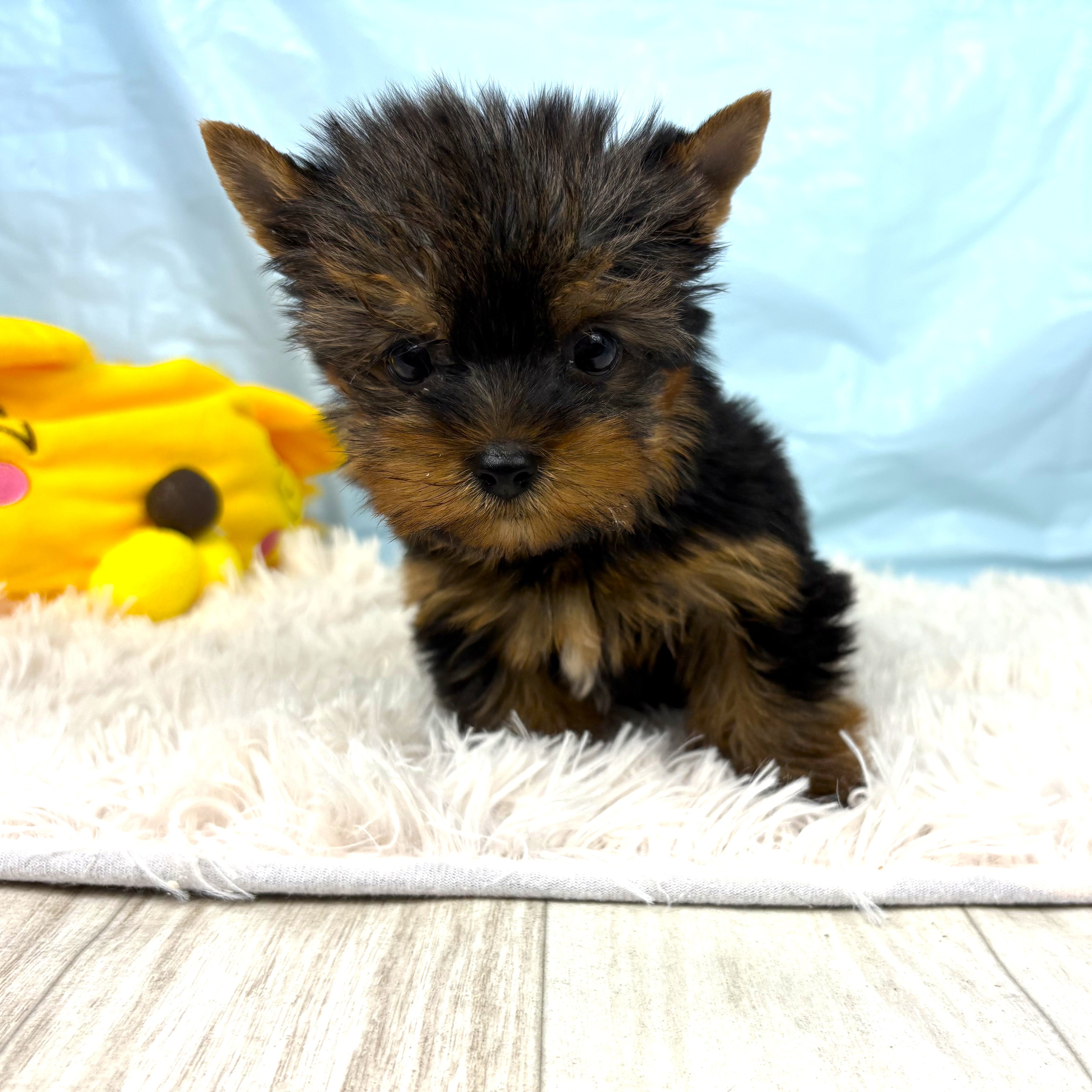 兵庫県のヨークシャーテリア (犬の家＆猫の里川西店/2025年9月25日生まれ/男の子/スチールブルータン)の子犬