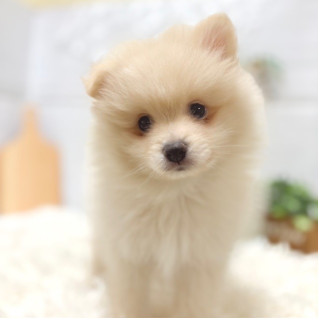 愛知県のポメラニアン (犬の家＆猫の里豊田店/2025年9月26日生まれ/男の子/クリーム)の子犬の1枚目の画像